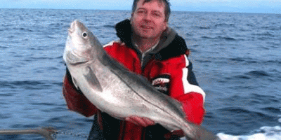 haddock 1.gif